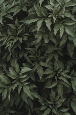 Yeşil tropica arka planda kalır. Bahar arkaplanı için sade anahtar ve makro fotoğraf..