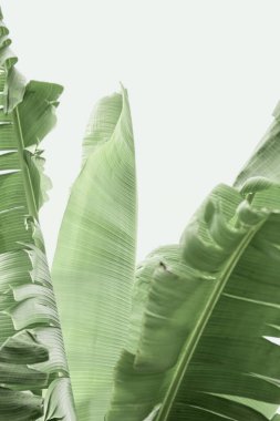 Doğada yeşil muz yaprakları. Egzotik ve tropikal bitki, renkli..