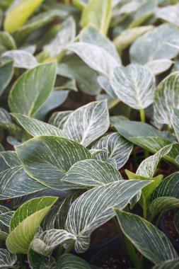 Bahçedeki tropik yeşil yaprakların doğası. Çevre ekolojisi ya da yeşillik duvar kağıdı..