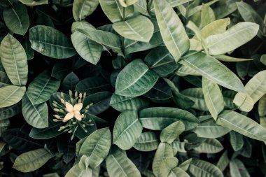 Yeşil yapraklar arkaplan, koyu yeşil tonlu.