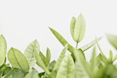 Yeşil yapraklar arkaplan, yumuşak odak ve pastel renk tonlu.