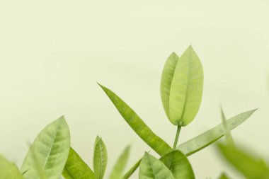 Yeşil yapraklar arkaplan, yumuşak odak ve pastel renk tonlu.