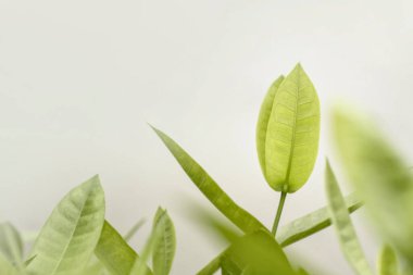 Yeşil yapraklar arkaplan, yumuşak odak ve pastel renk tonlu.