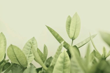 Yeşil yapraklar arkaplan, yumuşak odak ve pastel renk tonlu.