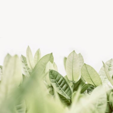 Yeşil yapraklar arkaplan, yumuşak odak ve pastel renk tonlu.