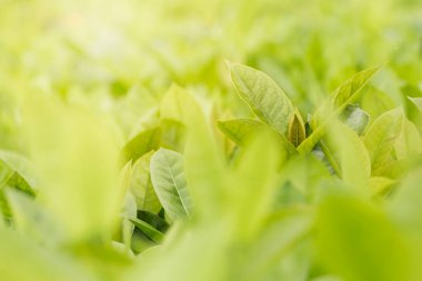 Yeşil yapraklar arkaplan, yumuşak odak ve renk tonlu.