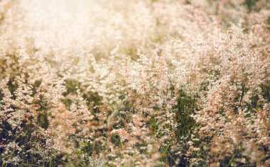 Melinis 'in bulanıklığı, pişmanlığı Natal Red-top çiçeği, rüzgarlı koşullar.