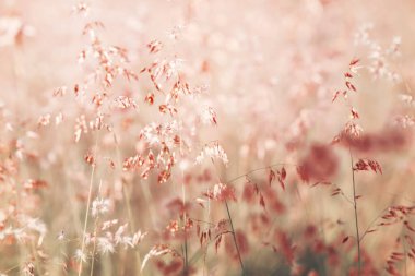 Çiçekler çimen, bulanık arkaplan ve eski tonlar.