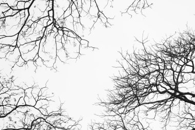 Ağacın doğadaki çıplak dalları, doğal arka plan.