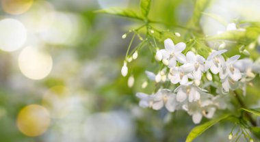 Bokeh ışıklarıyla beyaz kokulu bahar çiçeği. Water Jasmine, Wrightia religiosa..