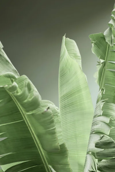 Grüne Bananenblätter Der Natur Exotische Und Tropische Pflanze Gefärbt — Stockfoto