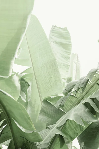 Doğada yeşil muz yaprakları. Egzotik ve tropikal bitki, renkli..