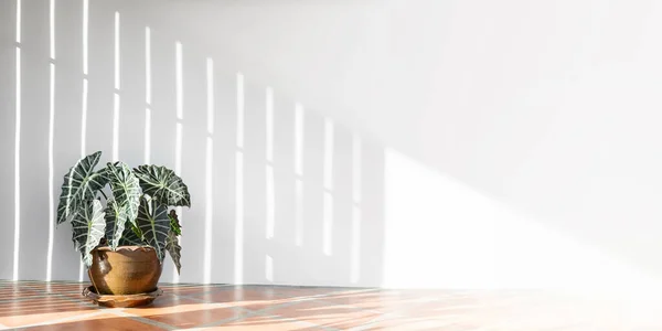 Kil çömlekte yeşil modern bitkiler, güneş ışığı, beyaz duvarda gölge ritmi, kopyalama alanı.