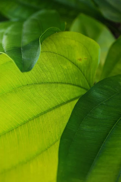 自然の中で美しい新鮮な緑の葉 マクロ写真 — ストック写真