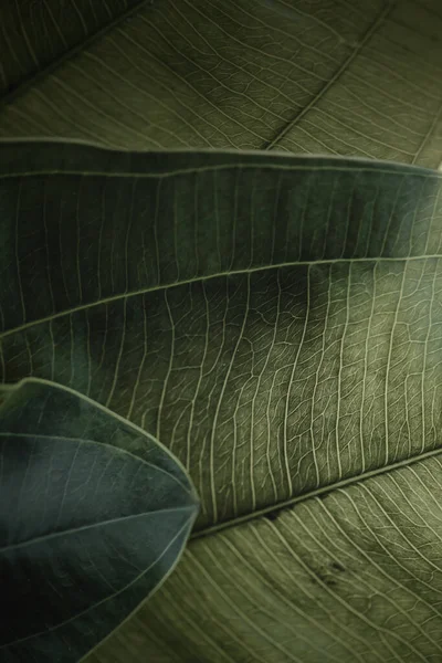 Ormanda yeşil yapraklar, sade anahtar. Doğal arka plan ve duvar kağıdı..