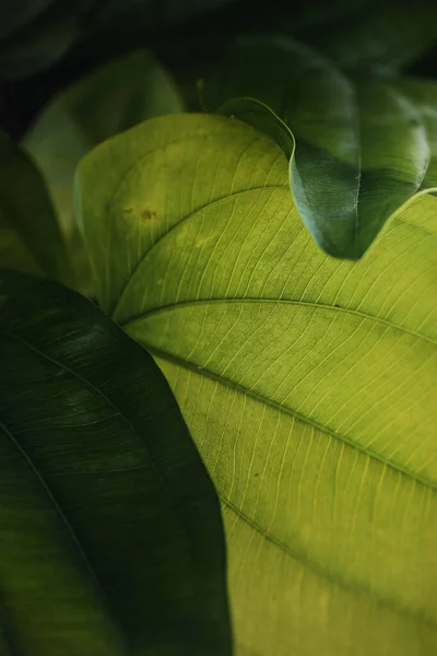 Grüne Blätter Wald Niedriger Schlüssel Natürlicher Hintergrund Und Tapete — Stockfoto