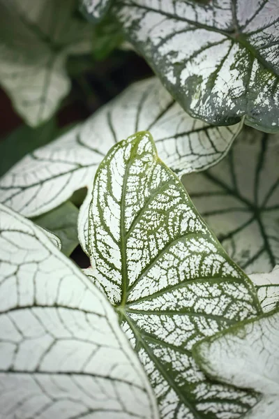 Horní Pohled Listy Caladium Bicolor Exotická Rostlina Bílou Zelenou Barvou — Stock fotografie