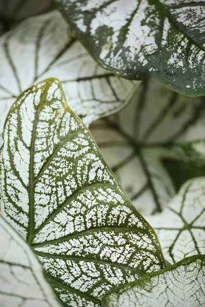 Κάτοψη Των Φύλλων Διχρωμίας Caladium Εξωτικό Φυτό Εσωτερικού Χώρου Λευκό — Φωτογραφία Αρχείου