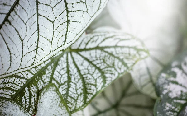 Horní Pohled Listy Caladium Bicolor Exotická Rostlina Bílou Zelenou Barvou — Stock fotografie