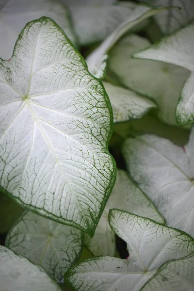 Κάτοψη Των Φύλλων Διχρωμίας Caladium Εξωτικό Φυτό Εσωτερικού Χώρου Λευκό — Φωτογραφία Αρχείου
