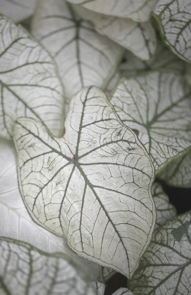 Vista Dall Alto Delle Foglie Bicolore Del Caladium Pianta Appartamento — Foto Stock