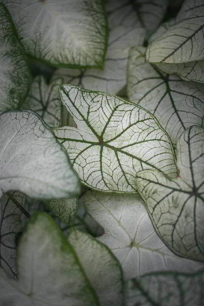 Widok Góry Caladium Dwukolorowe Liście Egzotyczne Rośliny Domowe Kolorze Białym — Zdjęcie stockowe