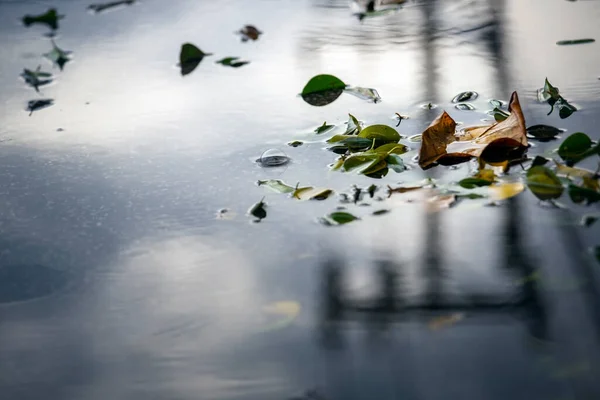 Folhas Caídas Uma Poça Após Queda Chuva Dura Ondulações Lisas — Fotografia de Stock