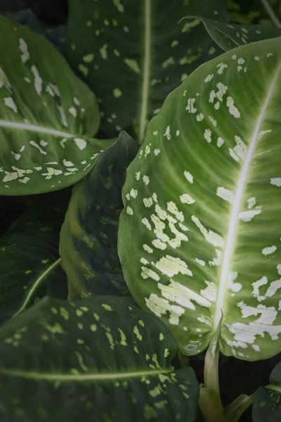 Příroda Tropických Zelených Listů Zahradě Ekologie Životního Prostředí Nebo Zeleně — Stock fotografie