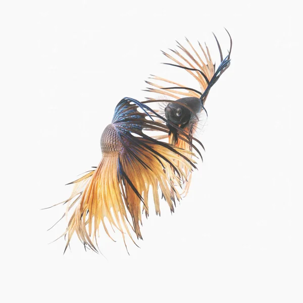 Swimming Couple Siamese Fighting Fish Love Concept Backgro — Stock Photo, Image