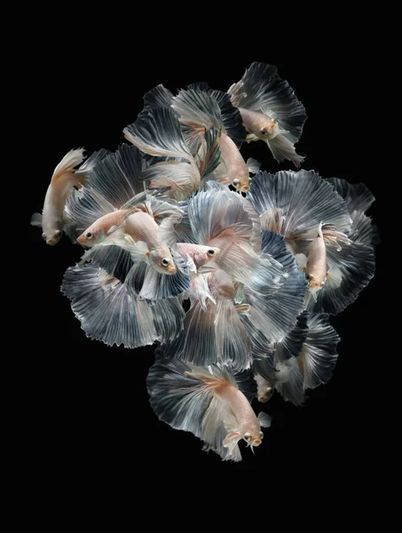 Group Siamese Fighting Fish — Stock Photo, Image