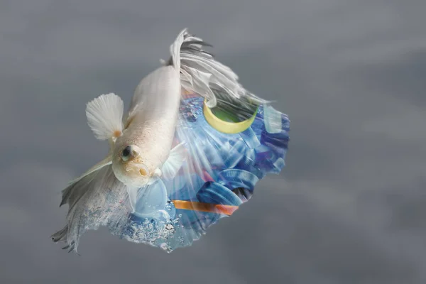 Kreativ Dubbel Exponering Siamesiska Bekämpa Fisk Med Begagnade Plast Flasklock — Stockfoto