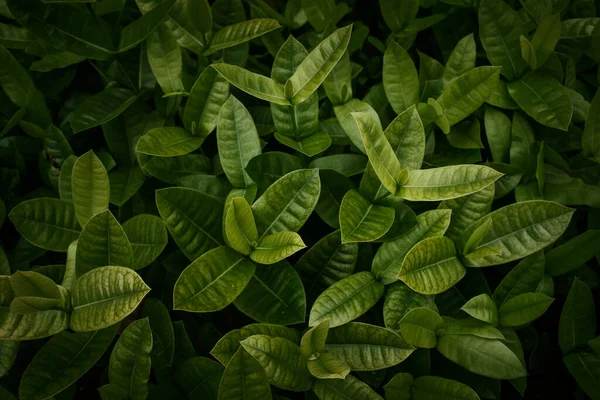 Yeşil yapraklar arkaplan, koyu yeşil tonlu.