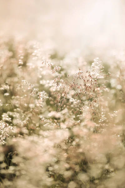Flowers Grass Blurred Background Vintage Toned — ストック写真