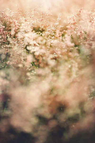 Melinis 'in bulanıklığı, pişmanlığı Natal Red-top çiçeği, rüzgarlı koşullar.