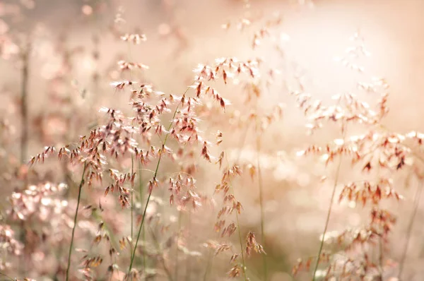 Melinis 'in bulanıklığı, pişmanlığı Natal Red-top çiçeği, rüzgarlı koşullar.