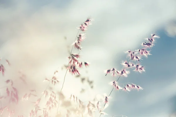 Квіти Трава Розмитий Фон Вінтажний Тонований — стокове фото