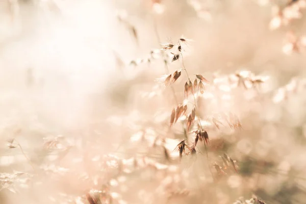 Цветы Трава Размытый Фон Винтажный Тонус — стоковое фото