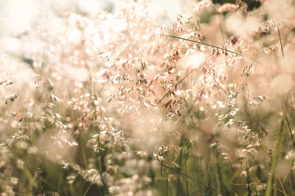 Çiçekler çimen, bulanık arkaplan ve eski tonlar.