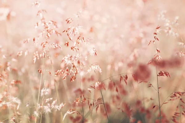 Çiçekler çimen, bulanık arkaplan ve eski tonlar.