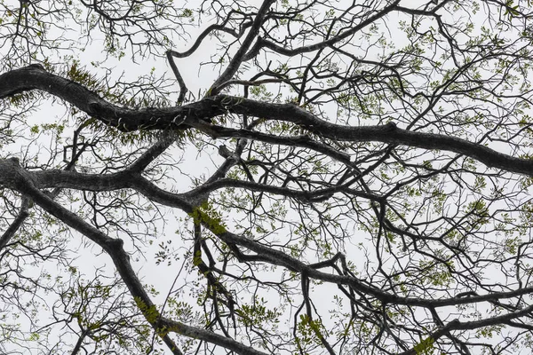 Folhas Novas Othe Árvores Floresta Fundo Natureza Para Primavera Início — Fotografia de Stock