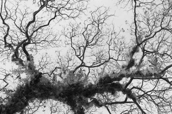 Kahle Äste Des Baumes Der Natur Natürlicher Hintergrund — Stockfoto