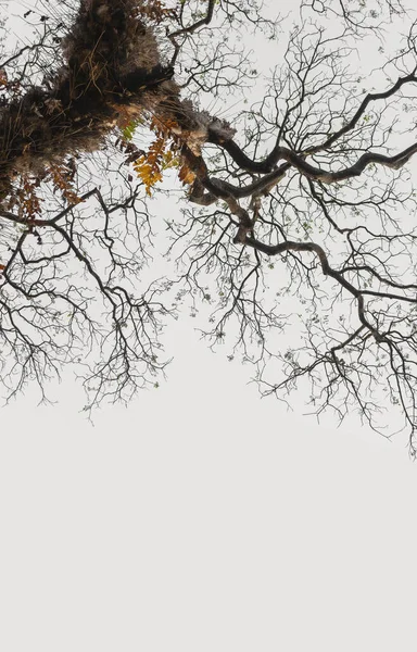 Kahle Äste Des Baumes Der Natur Natürlicher Hintergrund — Stockfoto