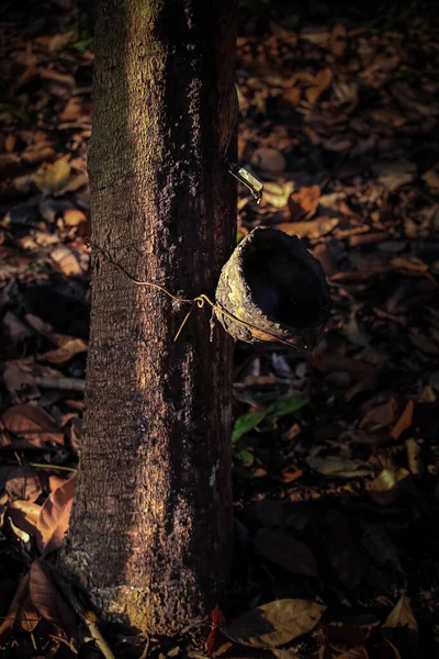 橡胶树和橡木碗 东南亚的人工林经济 — 图库照片