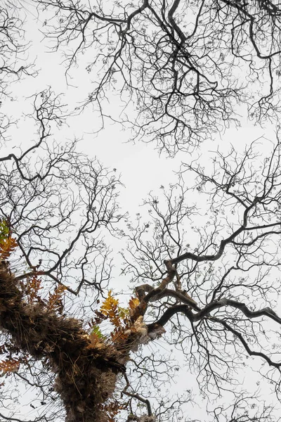 Kahle Äste Des Baumes Der Natur Natürlicher Hintergrund — Stockfoto