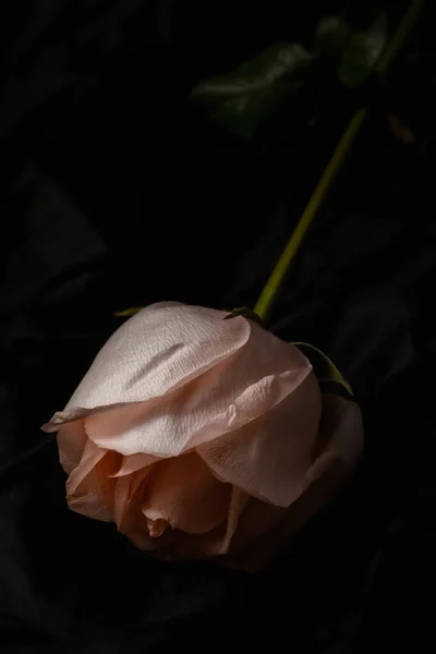 Mooie Roze Roos Het Donker Bloem Achtergrond Voor Valentijnsdag — Stockfoto