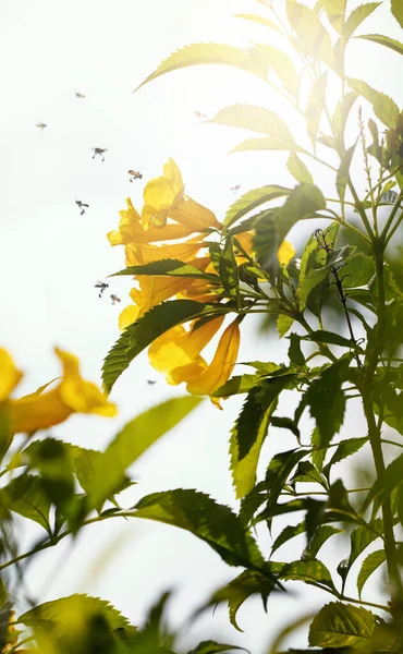 Belle Stans Tecoma Fleurs Dans Jardin Foyer Doux Sélectif — Photo