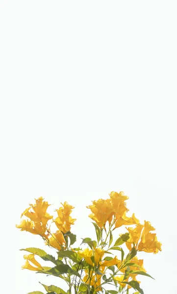 Красивая Текома Стоит Цветы Саду Часто Избирательный Фокус — стоковое фото