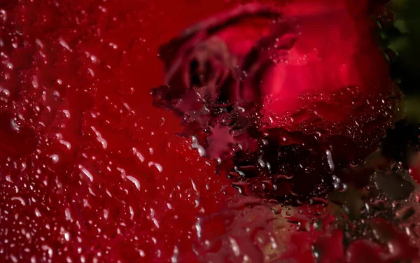 Macro Photography Beautiful Dark Red Rose Flower Glass Waterdrops Background — Stock Photo, Image