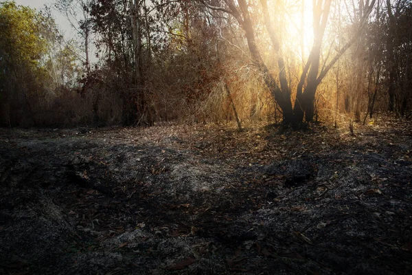 Yasadışı orman tahribatından sonra. Küresel ısınma, ekoloji kavramı.