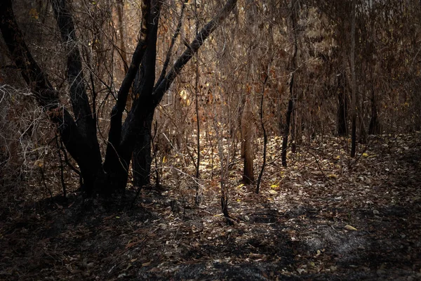 Nach Flächenbrand Illegaler Abholzung Globale Erwärmung Ökologischer Hintergrund — Stockfoto